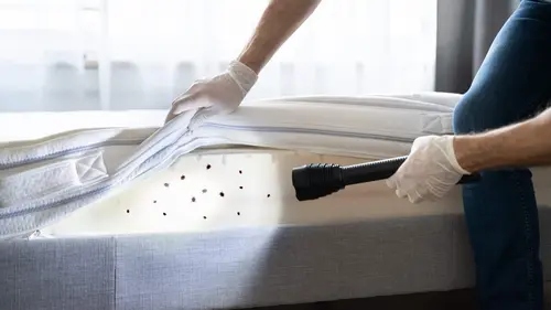 Punaises de lit : la grande invasion