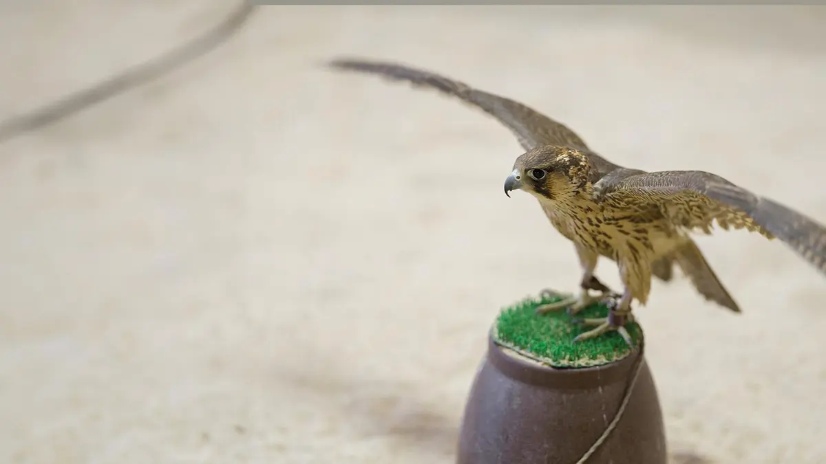 Puy du Fou : animaux et dresseurs relèvent le défi