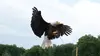 Puy du Fou : les secrets du parc d'attraction préféré des Français