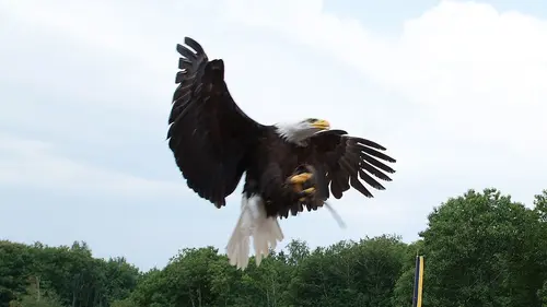 Puy du Fou : les secrets du parc d'attraction préféré des Français
