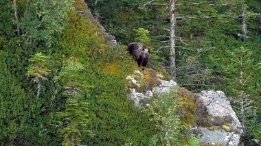 Replay du programme Pyrénées - Vivre avec l'ours