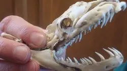 Visuel de Python mangeur d'hommes