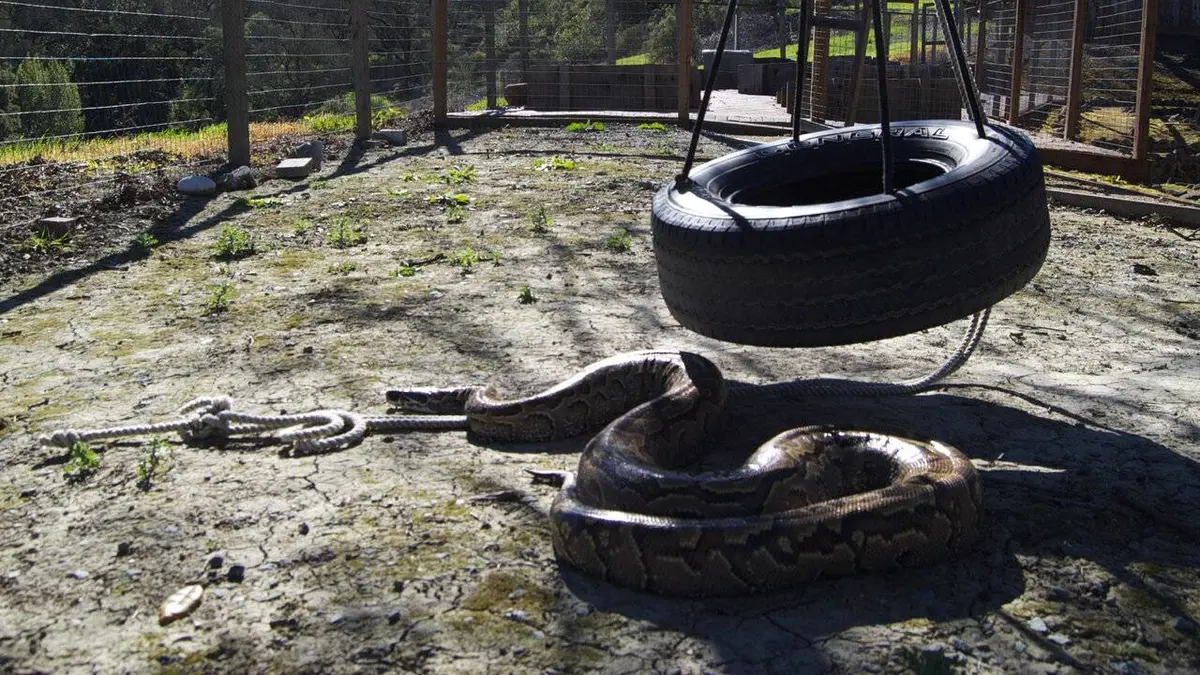 Python mangeur d'hommes