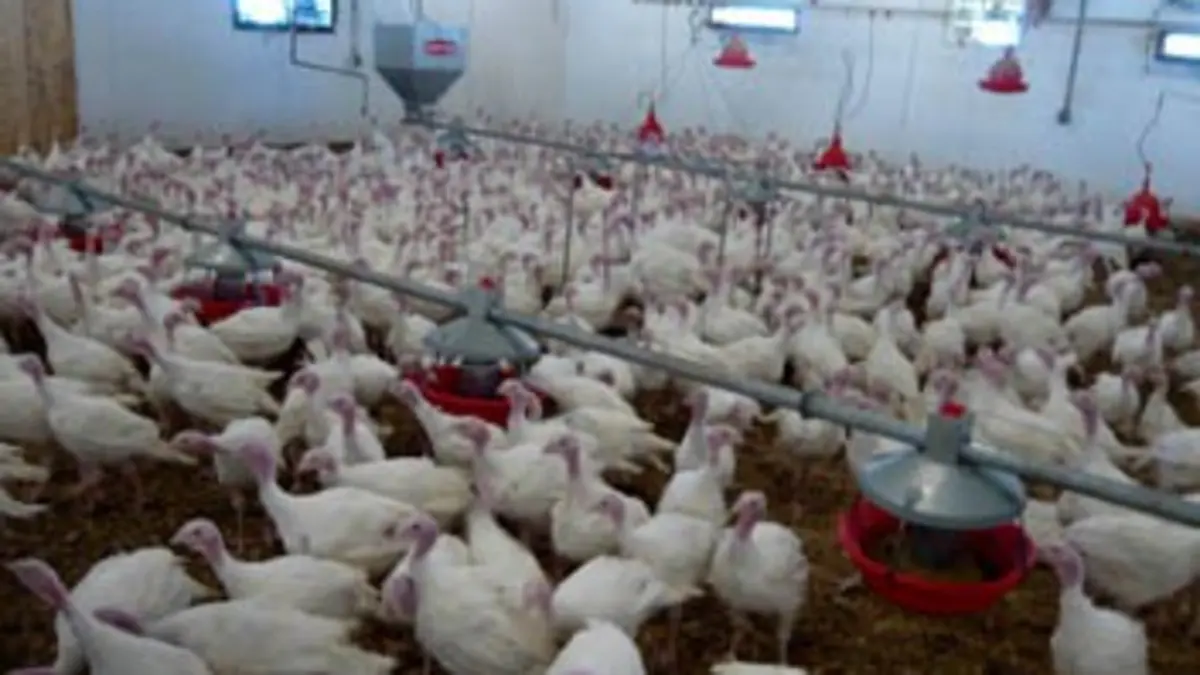 Qu'est-ce qu'on fabrique ? S01E01 Dinde