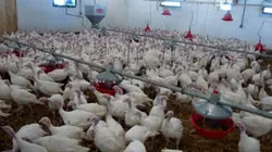 Sur TLC à 21h40 : Qu'est-ce qu'on fabrique ?