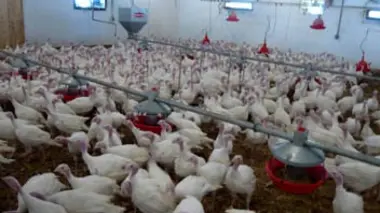 Qu'est-ce qu'on fabrique ? S01E01 Dinde
