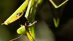 Visuel de Qu'est-ce que tu manges ?