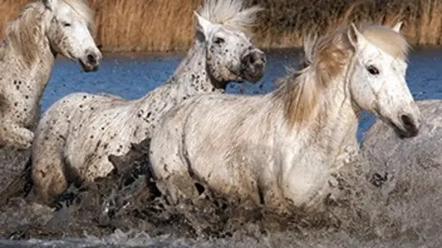 Quand arrive le printemps E01 De la Méditerranée aux Alpes