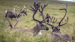 Quand l'Europe a émergé des glaces