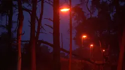 Quand l'homme n'est pas là... les animaux Le retour de la nuit noire