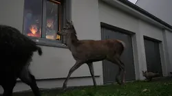 Quand l'homme n'est pas là... les animaux Le retour du silence