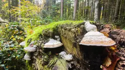 Quand la forêt reprend ses droits : Le Parc national de la forêt de Bavière