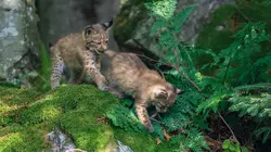 Quand la forêt reprend ses droits : Le Parc national de la forêt de Bavière