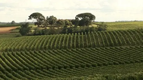Quand la nature annonce la couleur Des vertes et des pas mûres