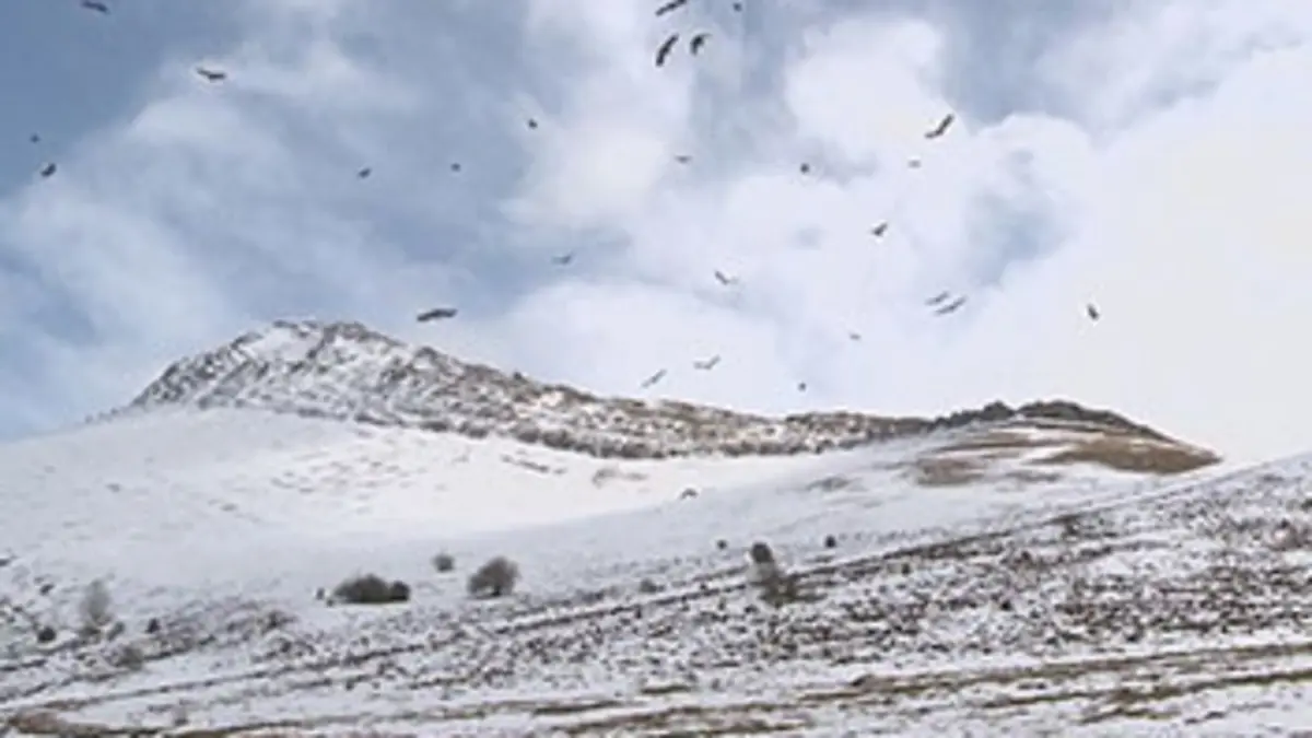 Quand la nature annonce la couleur Blanche comme neige