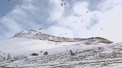 Quand la nature annonce la couleur Blanche comme neige