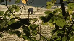 Sur Equidia Life à 20h45 : Quand le murmure devient une science