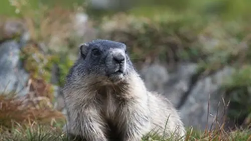 Quand le printemps arrive