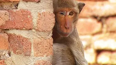 Quand les animaux parlent