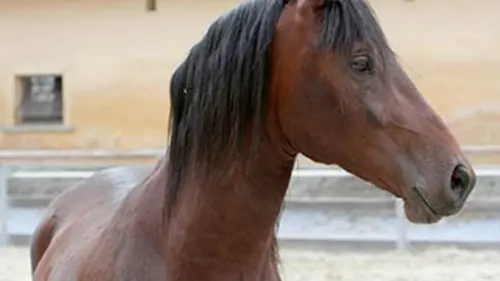 Quand les animaux parlent E01