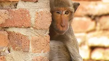Quand les animaux parlent E05