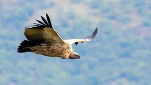 Quand les animaux s'envolent E01 L'art du vol