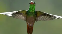 Visuel de Quand les animaux s'envolent