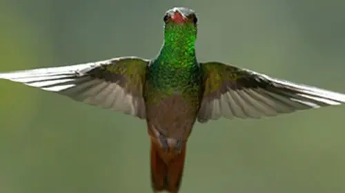 Quand les animaux s'envolent E02 Le défi de la gravité