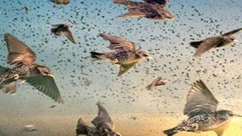 Épisodes de Quand les animaux s'envolent