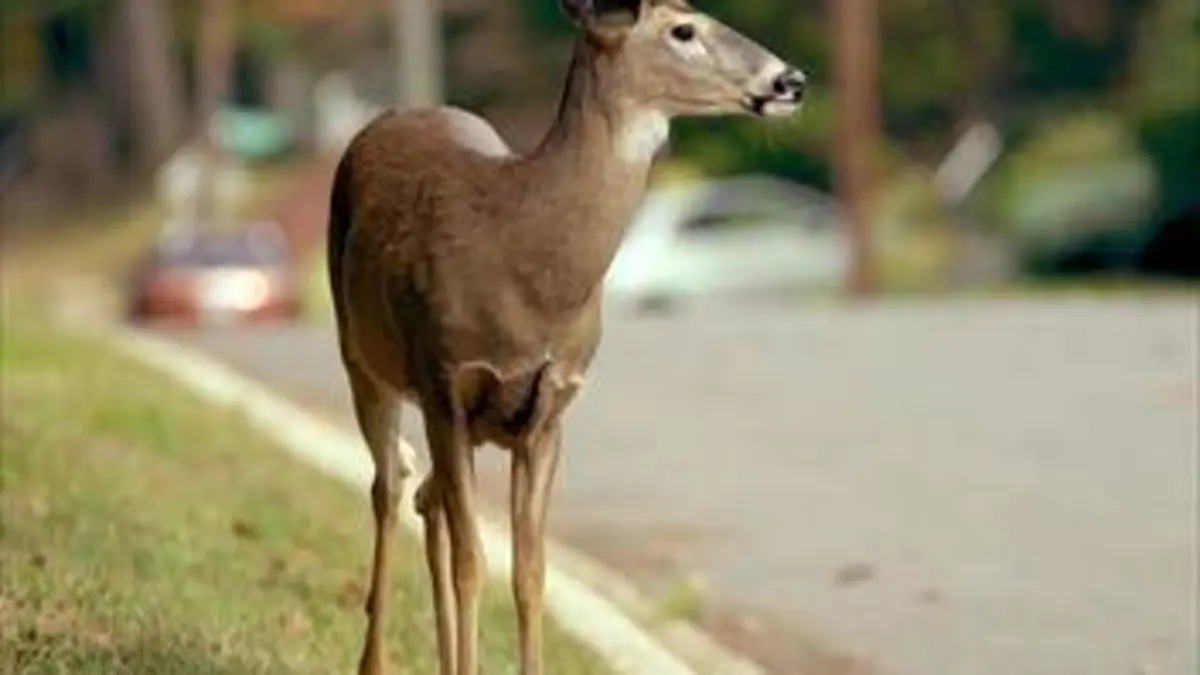 Quand les animaux sauvages emménagent en ville E01 Amérique : la grande forêt de l'Est