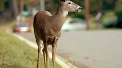 Visuel de Quand les animaux sauvages emménagent en ville