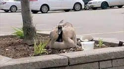 Visuel de Quand les animaux sauvages emménagent en ville