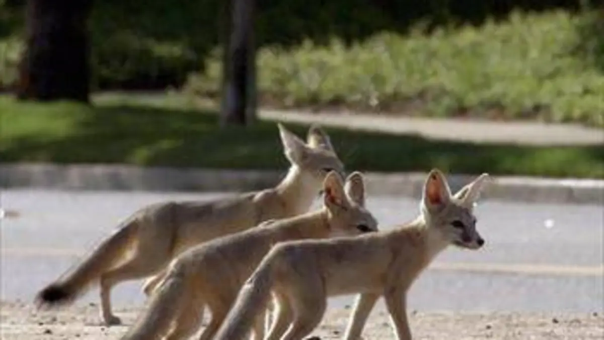 Quand les animaux sauvages emménagent en ville E02 Amérique : la côte Ouest