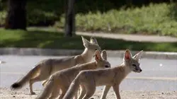 Visuel de Quand les animaux sauvages emménagent en ville