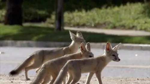 Quand les animaux sauvages emménagent en ville
