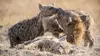 2024 • Quand les femelles ont le pouvoir : le matriarcat dans le monde animal