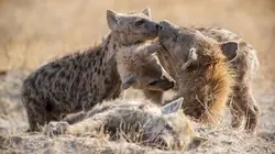 Quand les femelles ont le pouvoir : le matriarcat dans le monde animal