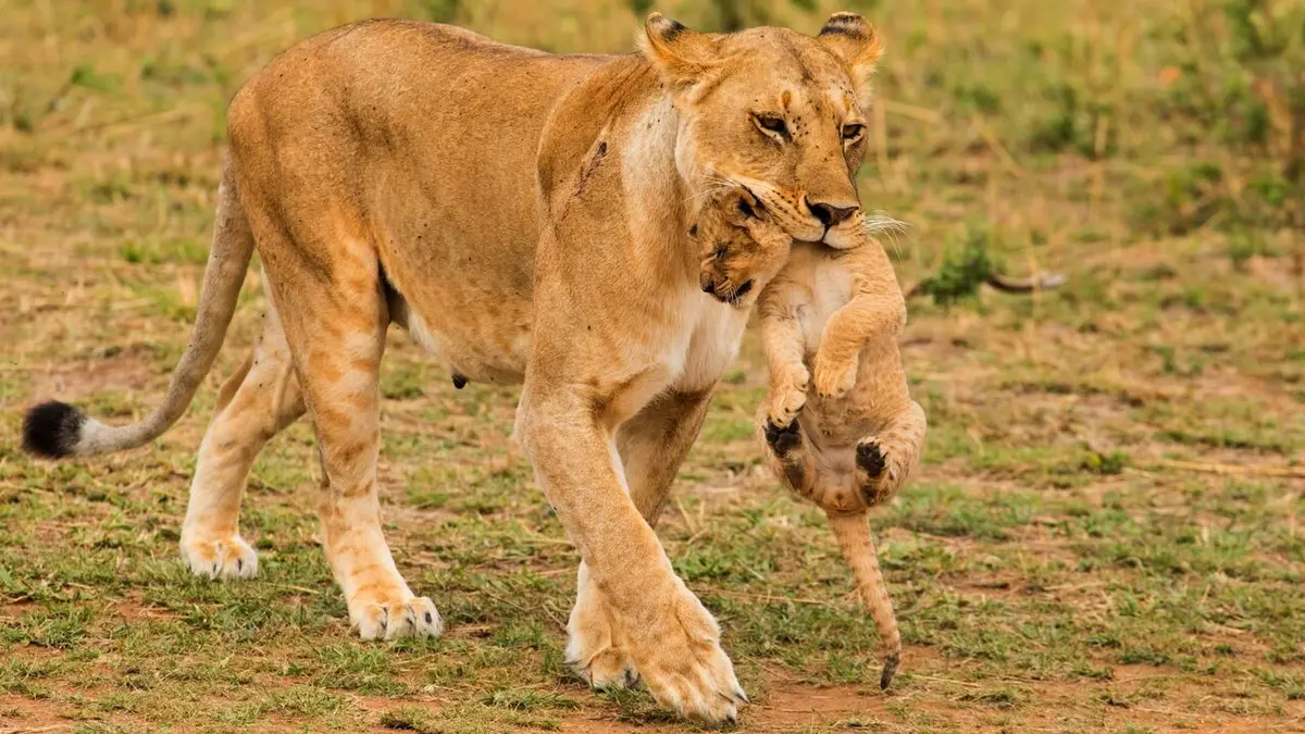 Quand les hyènes défient les lions Le combat des clans