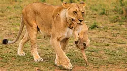 Quand les hyènes défient les lions Le combat des clans