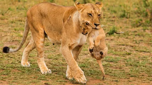 Quand les hyènes défient les lions Le combat des clans