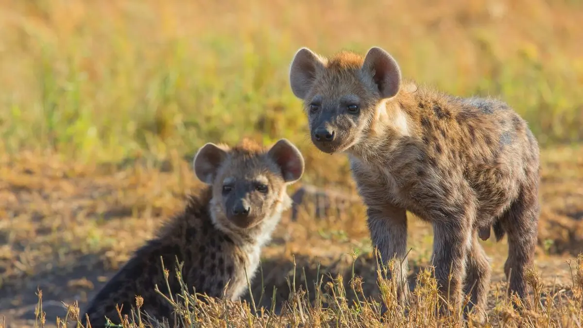 Visuel de Quand les hyènes défient les lions Le duel des prédateurs