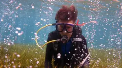 Quand les océans deviennent acides