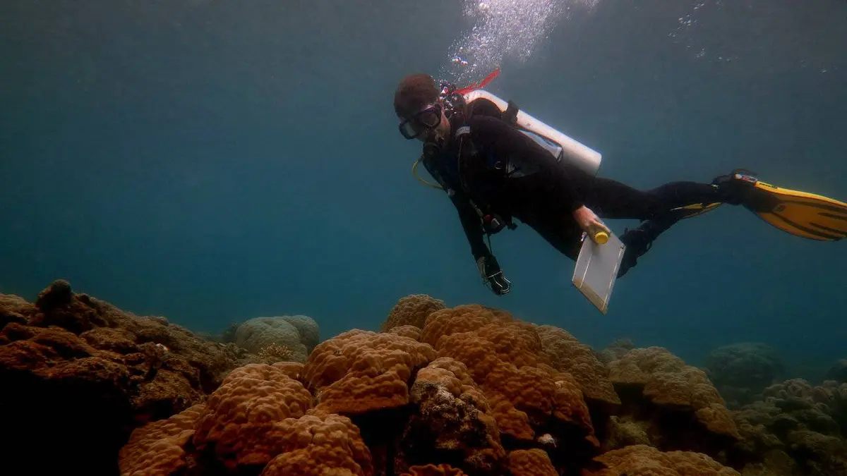 Quand les océans deviennent acides