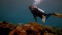 Quand les océans deviennent acides