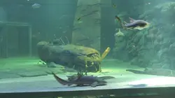 Visuel de Quand les requins quittent la mer