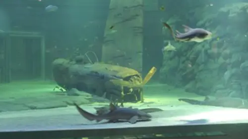 Quand les requins quittent la mer