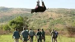 Visuel de Quand les rhinos s'envolent