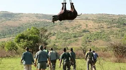 Quand les rhinos s'envolent