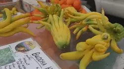 Visuel de Quand manger sain devient une obsession !