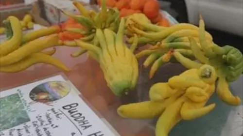 Quand manger sain devient une obsession !